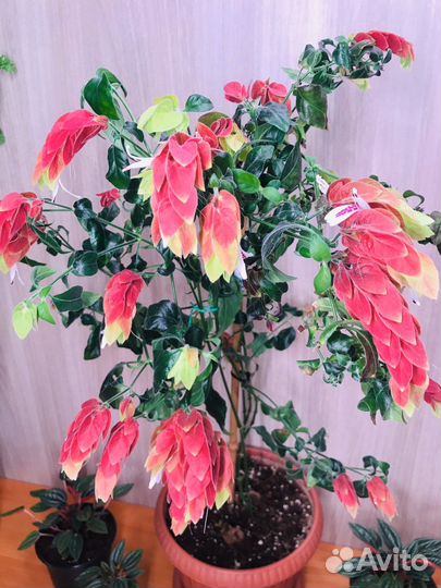 Комнатные цветы(большой ассортимент)