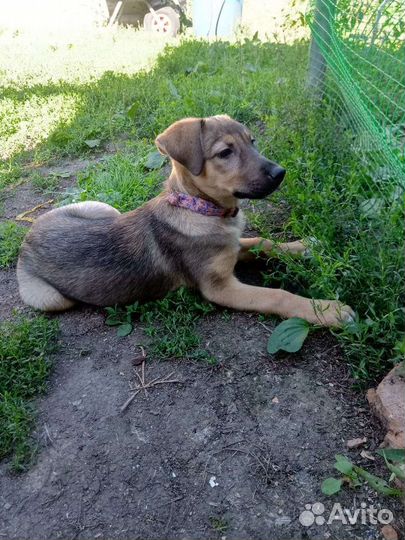 Щенок в добрые руки