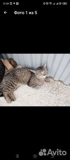 Котик молодой