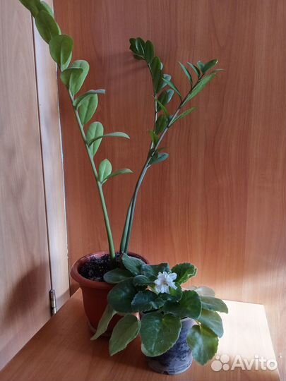 Комнатные растения