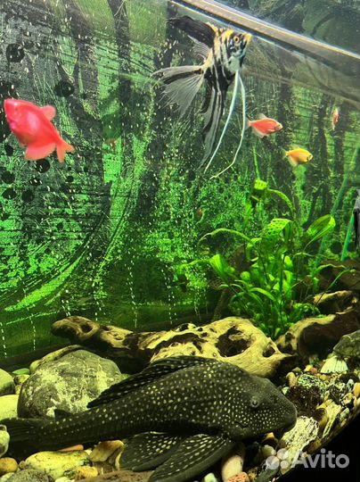 Аквариум с тумбой Juwel