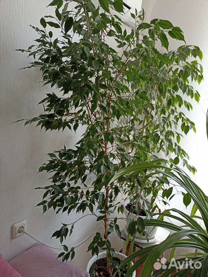 Фикус Наташа