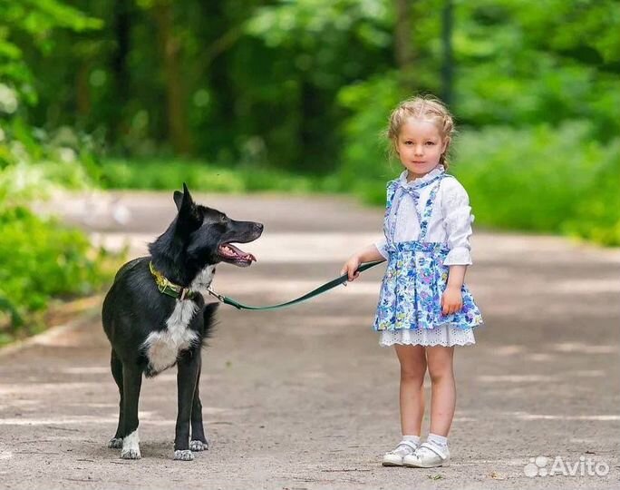 Собака метис овчарка в добрые руки