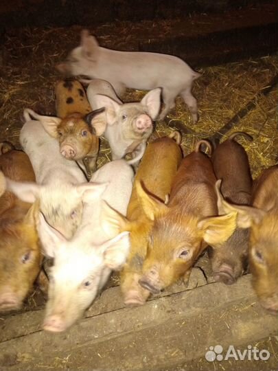 Поросята помесь ландрас дюрок