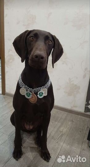 Щенки Курцхаара