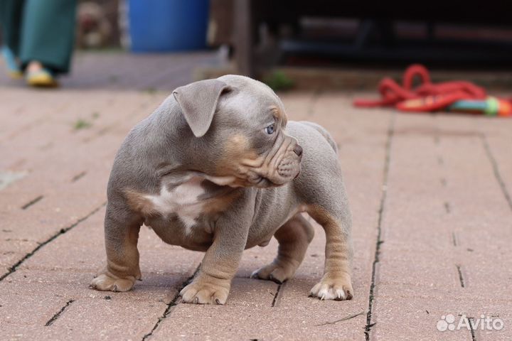 Собака американский булли