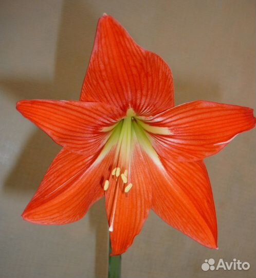 Гиппеаструм