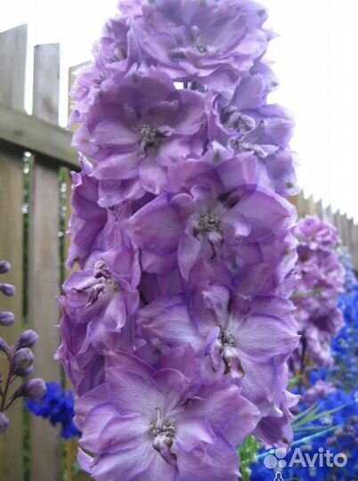 Дельфиниум новозеландский