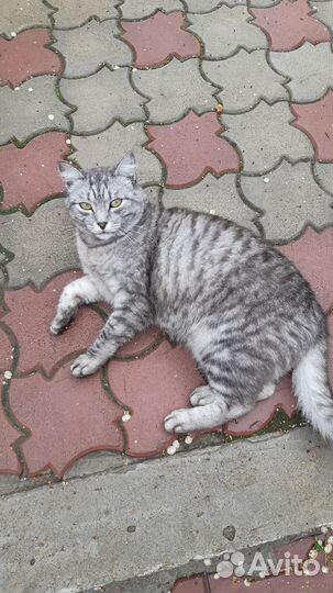 Кошка в добрые руки