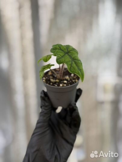 Алоказии жаклин, скальпрум, азлани