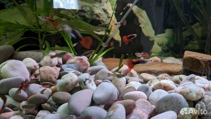 Аквариумные рыбки гуппи