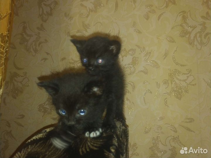 Котята в добрые руки мальчик/девочка