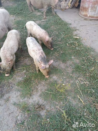 Поросята белые