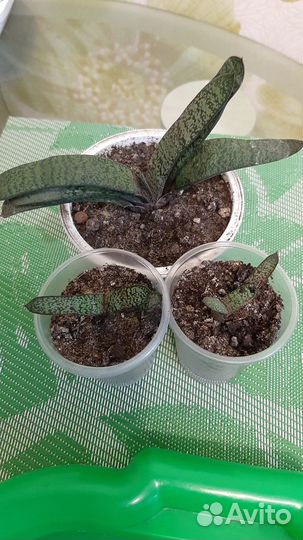 Суккуленты, молочаи