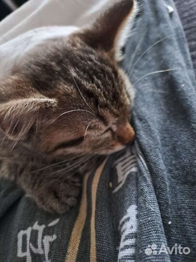 Кошка в дар бесплатно