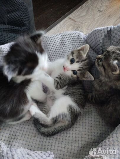 Котята