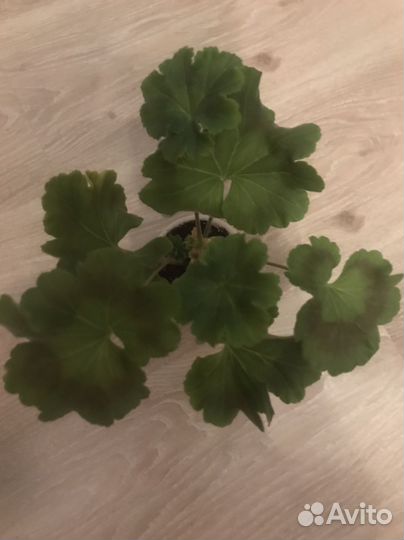 Пеларгония герань Эрик Дракон и Розы