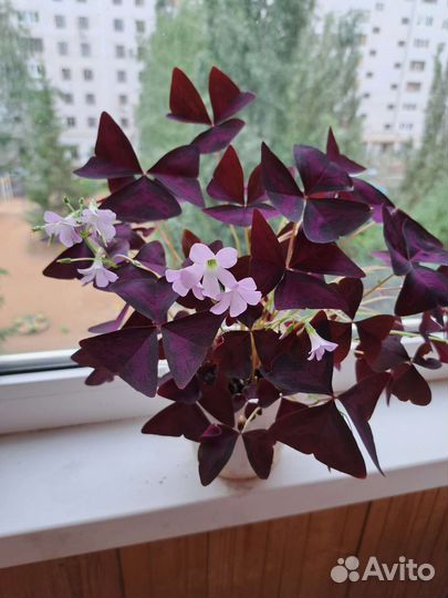 Цветы