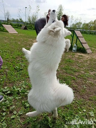 Японский шпиц вязка