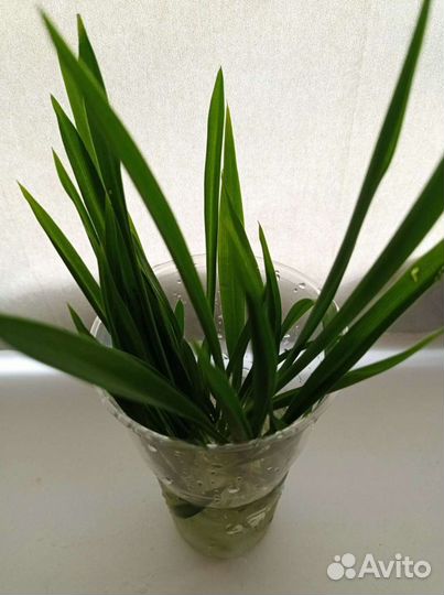 Хлорофитум