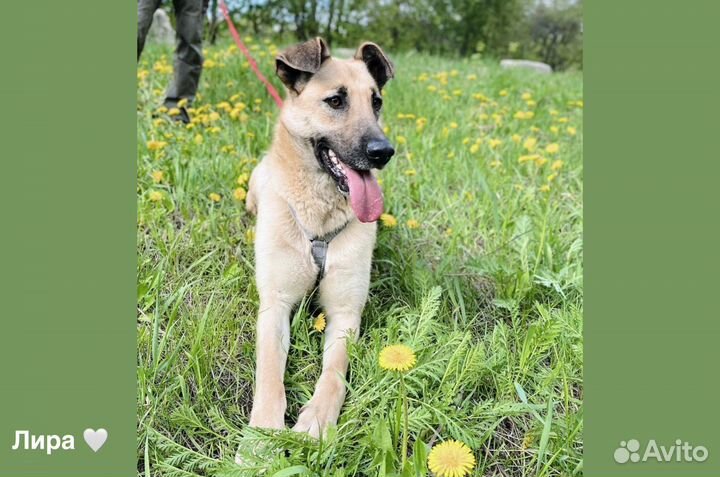 Лира собачка из приюта