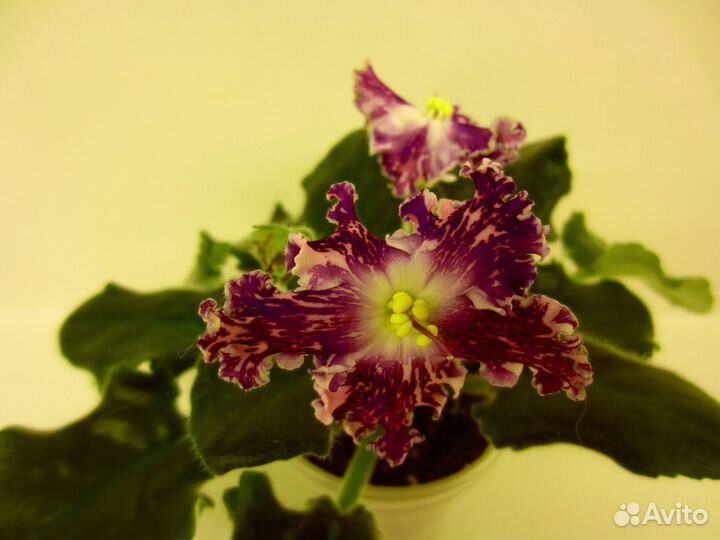 Фиалки сортовые (наборы)