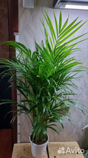 Пальма Арека 17/110-120