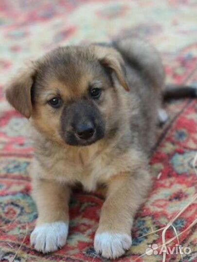 Собака в добрые руки щенки