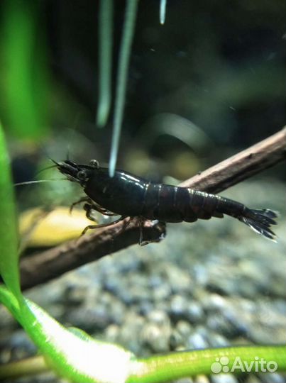 Креветки, растения, рыбы