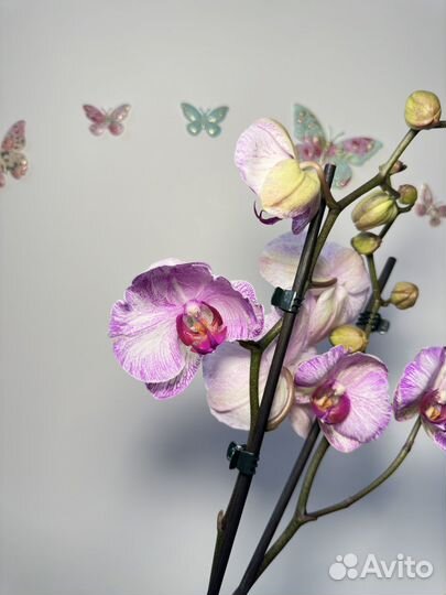 Орхидея фаленопсис