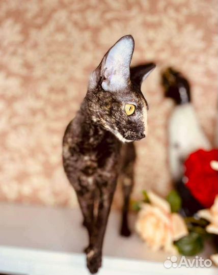 Корниш-рекс кошечки
