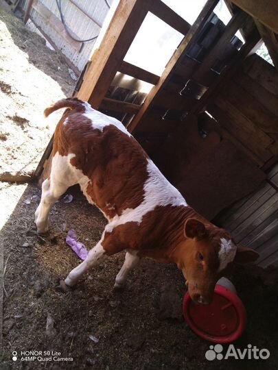 Продам тёлочку