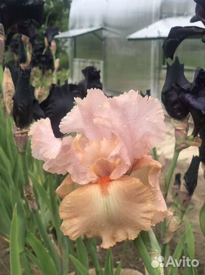 Ирис пыльно -розовый бородатый