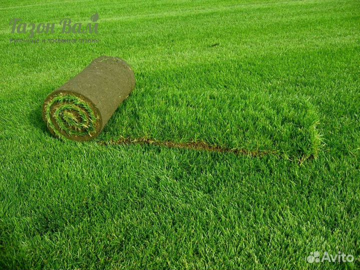 Газон рулонный укладка