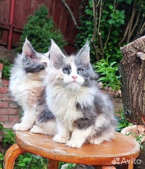Котята кошечки мейн-кун, 3мес