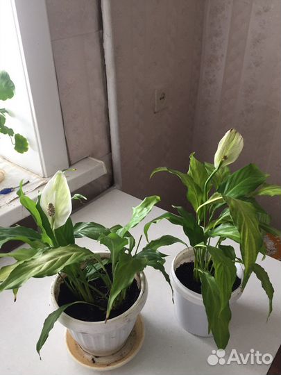 Спатифиллум