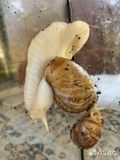 Улитки Ахатины альбиносы