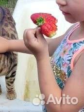 Рассада клубники