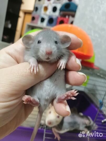 Крыса крысята дамбо