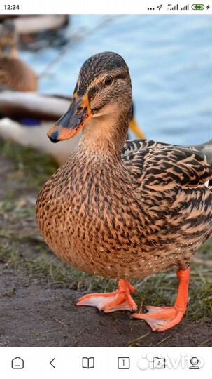 Подсадные утки