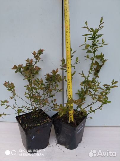 Саженцы голубики