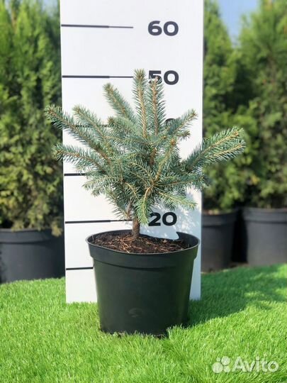 Ель голубая