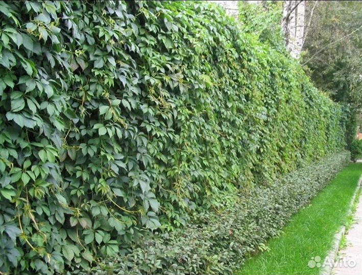 Дикий (девичий) виноград