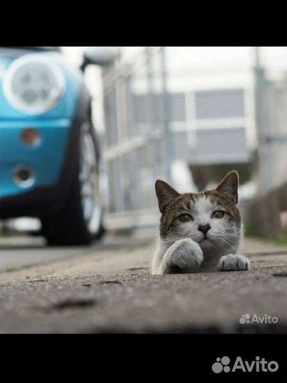 Котики поддержите стерелезацию котеечек