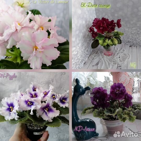 Сортовые фиалки