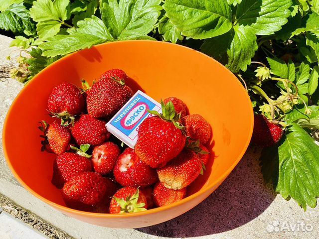 Саженцы клубники «Гигантелла» купить в Пскове | Товары для дома и дачи ...