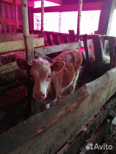 Телята,телки,бычки