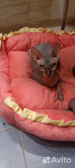 Канадский сфинкс