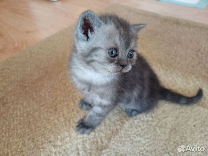 Шотландский котёнок прямоухий (скоттиш-страйт)