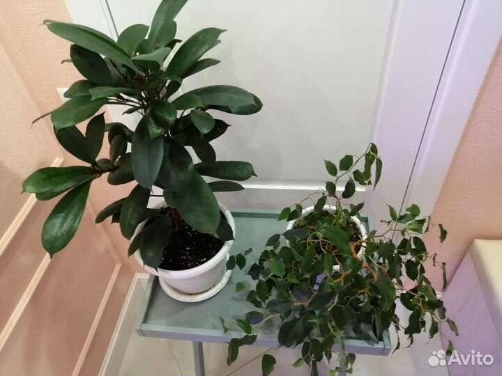 Фикусы Вианди, Циатистипула